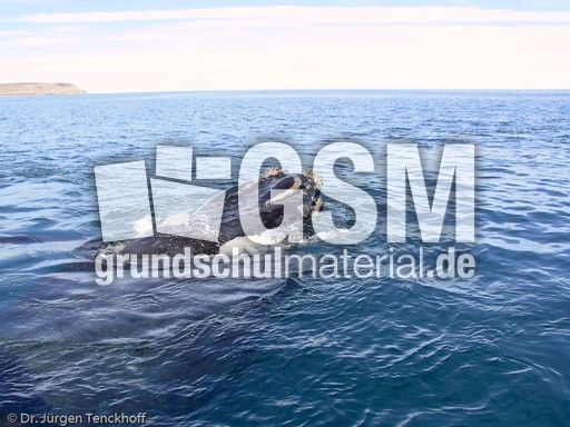 Buckelwal (13 von 57).jpg